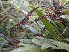 Bulbophyllum cylindraceum