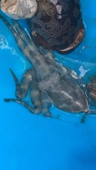 Hapalochlaena lunulata