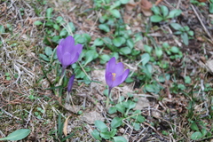 Crocus
