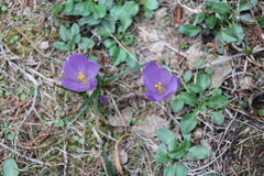 Crocus