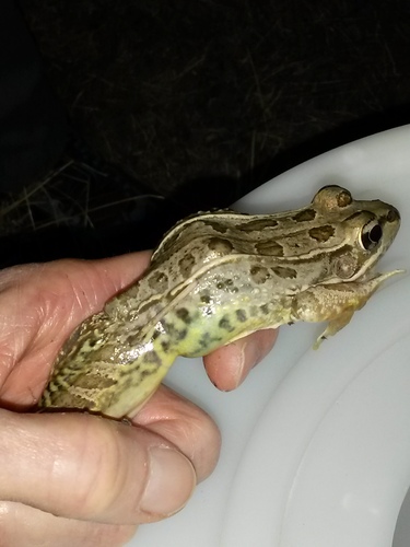 Rio Grande Leopard Frog