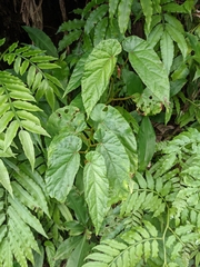 Begonia longifolia