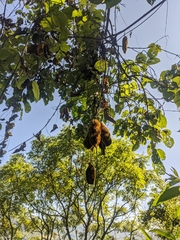 Mucuna