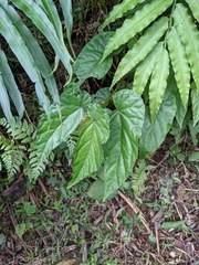 Begonia longifolia