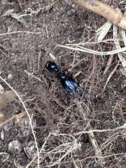 Plectroctena mandibularis