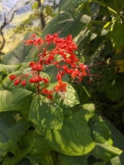 Clerodendrum japonicum