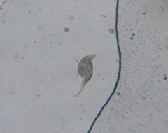 Ciliophora
