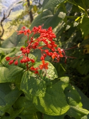 Clerodendrum japonicum
