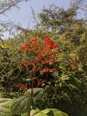 Clerodendrum japonicum
