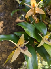 Coelogyne ovalis