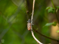 Macrochenus isabellinus