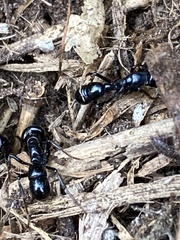 Plectroctena mandibularis