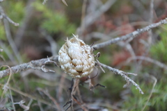 Leuzea conifera