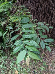Glochidion acuminatum