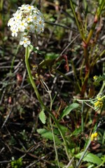 Manulea corymbosa