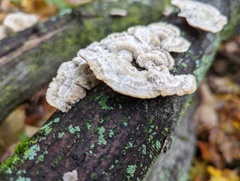 Trametes pubescens