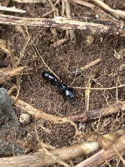 Plectroctena mandibularis