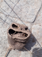 Procornitermes striatus