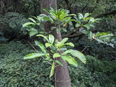 Melicope semecarpifolia