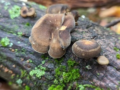 Lentinus brumalis