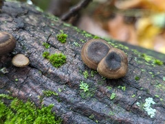 Lentinus brumalis