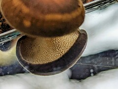 Lentinus brumalis