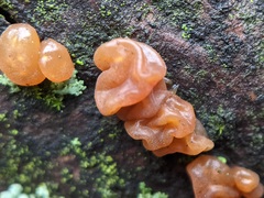 Agaricomycotina