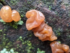 Agaricomycotina