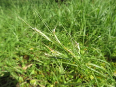 Nassella leucotricha