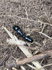 Plectroctena mandibularis