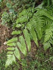 Diplazium dilatatum