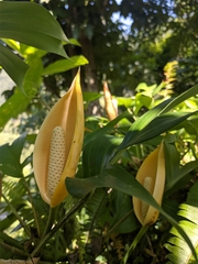 Rhaphidophora