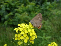 Satyrium w-album