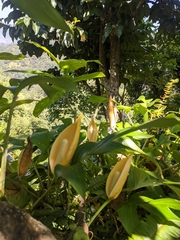 Rhaphidophora