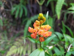 Elleanthus aurantiacus