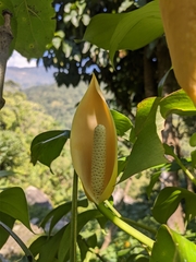 Rhaphidophora
