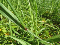 Nassella leucotricha