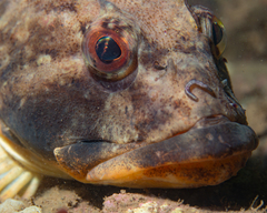 Myoxocephalus scorpius
