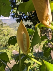 Rhaphidophora