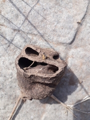 Procornitermes striatus