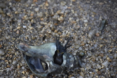 Neogastropoda