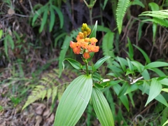 Elleanthus aurantiacus
