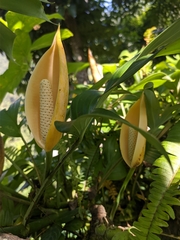Rhaphidophora