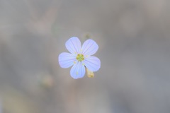 Leptosiphon liniflorus