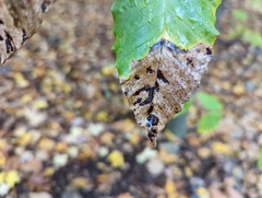 Acalitus ferrugineum