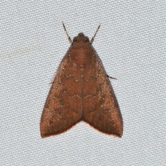 Anomis illita