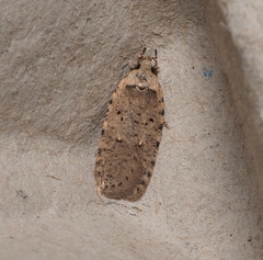 Agonopterix thapsiella