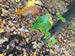 Acalitus ferrugineum