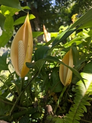 Rhaphidophora