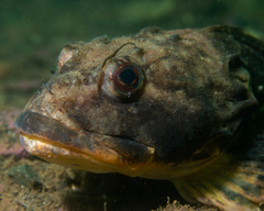 Myoxocephalus scorpius